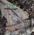 Porcellio Bolivari